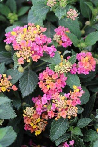 Lantana Patriot Rainbow Devil Mountain Wholesale Nursery