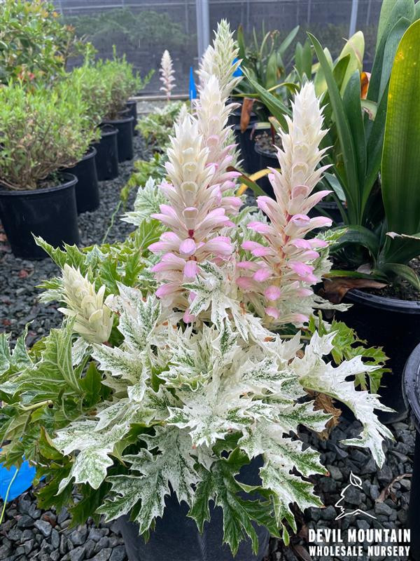Acanthus mollis 'Whitewater' - Devil Mountain Wholesale Nursery