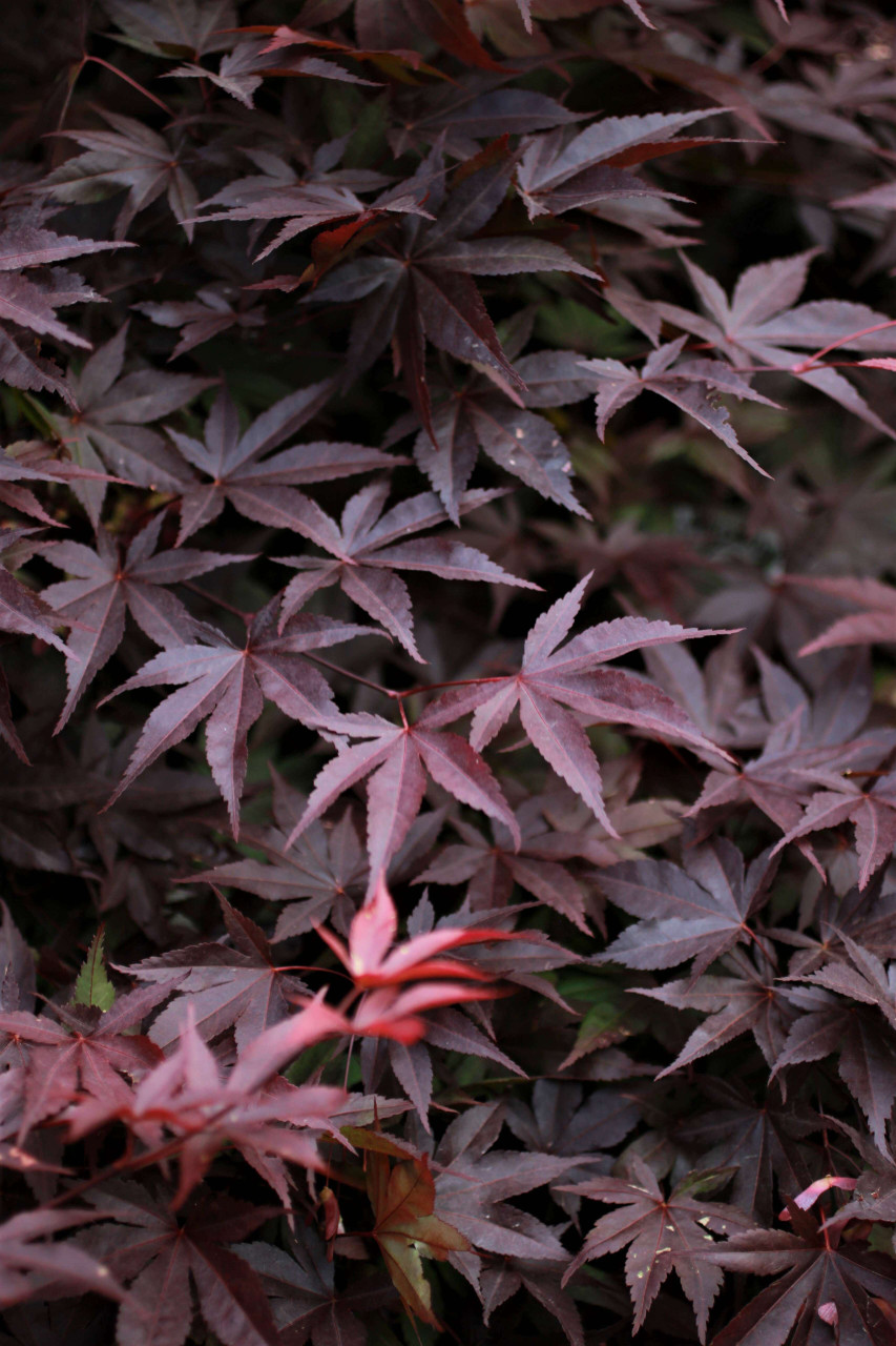 その他 red tree Twombly's Red Sentinel Japanese Maple (Acer palmatum 'Twombly's