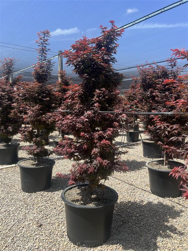 Acer palmatum 'Twombly's Red Sentinel' - Devil Mountain Wholesale