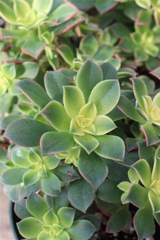 Aeonium haworthii 'Tricolor' (Kiwi) - Devil Mountain Wholesale Nursery