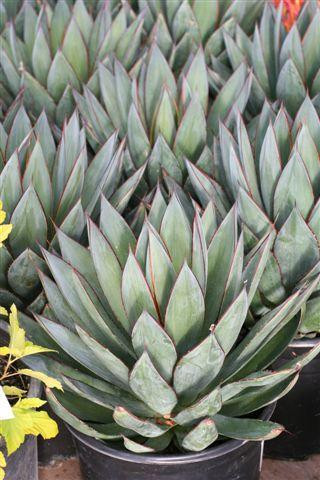 Agave 'Blue Glow' - Devil Mountain Wholesale Nursery