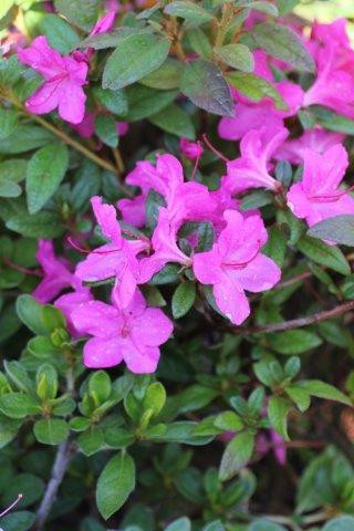 Azalea Encore® Autumn Amethyst® (Pink) - Devil Mountain