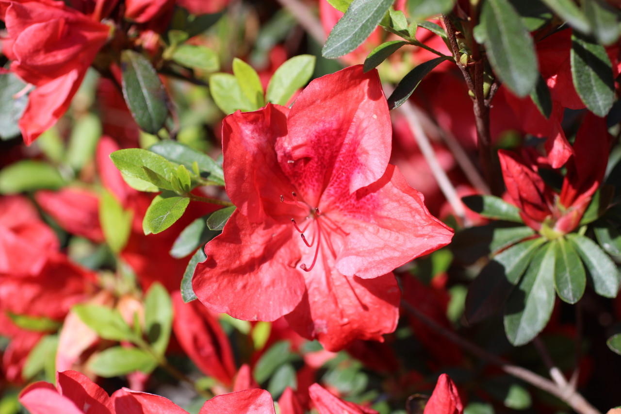 Azalea 'Orange Delight' - Devil Mountain Wholesale Nursery