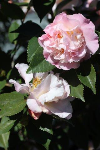 Camellia 'High Fragrance' (Light Pink) - Devil Mountain Wholesale