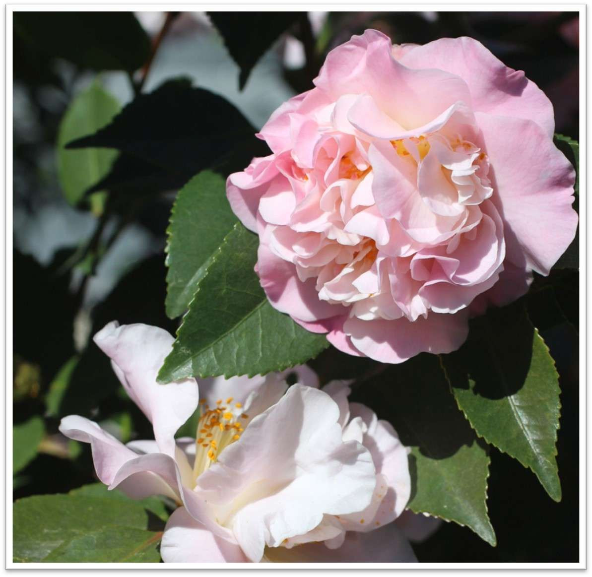 ALEXANDRE ポニー/ CAMELIA PASTEL ポニー｜ALEXANDRE DE PARIS（アレクサンドル ドゥ パリ）