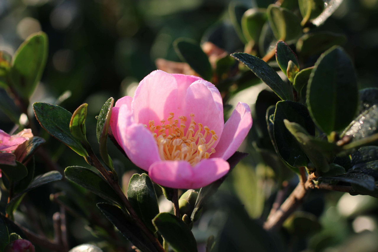Pink-A-Boo® Camellia, Camellia sasanqua 'Mondel' PP #21,687