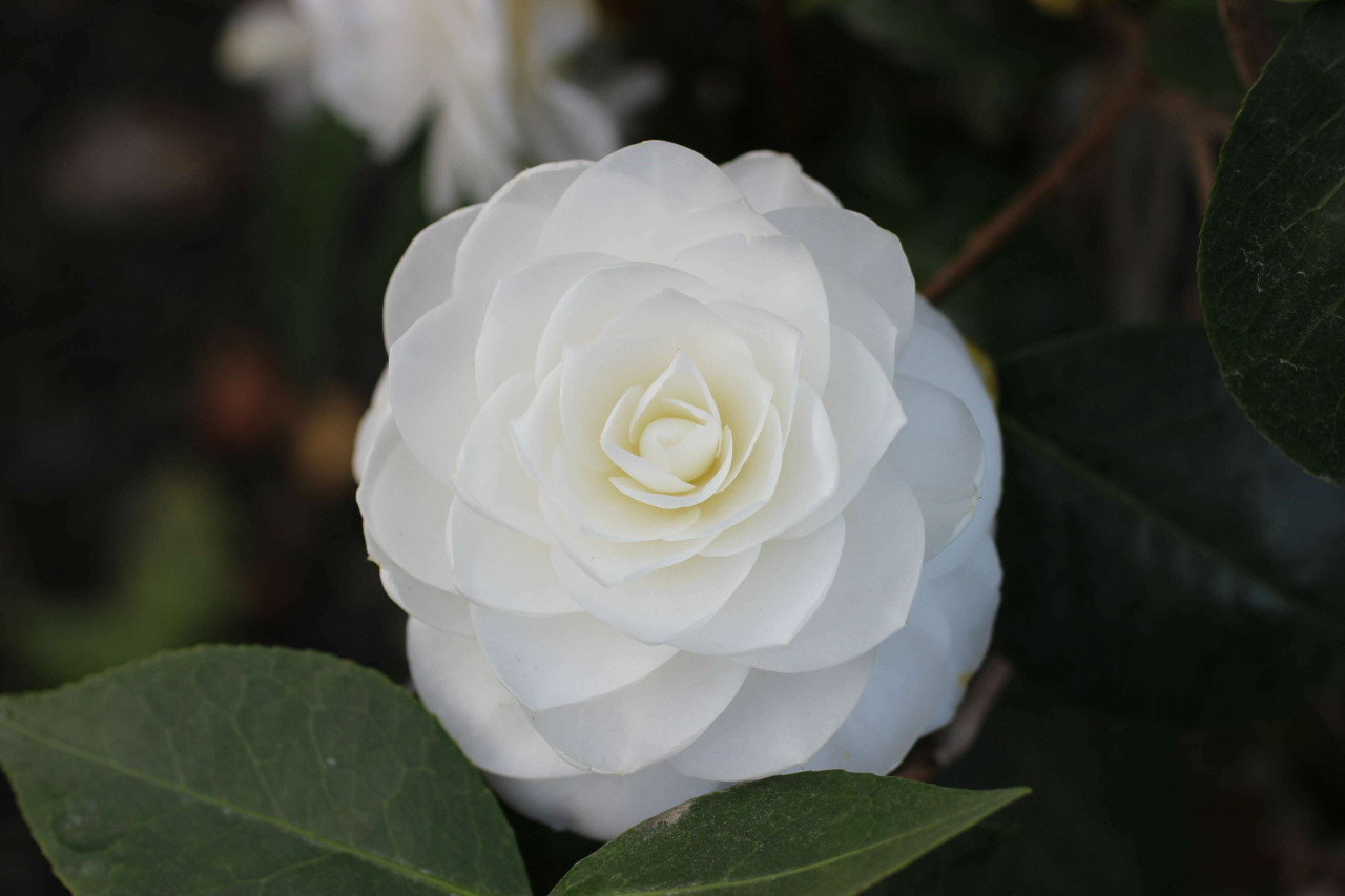 Camellia japonica Swan Lake® (White) - Devil Mountain Wholesale