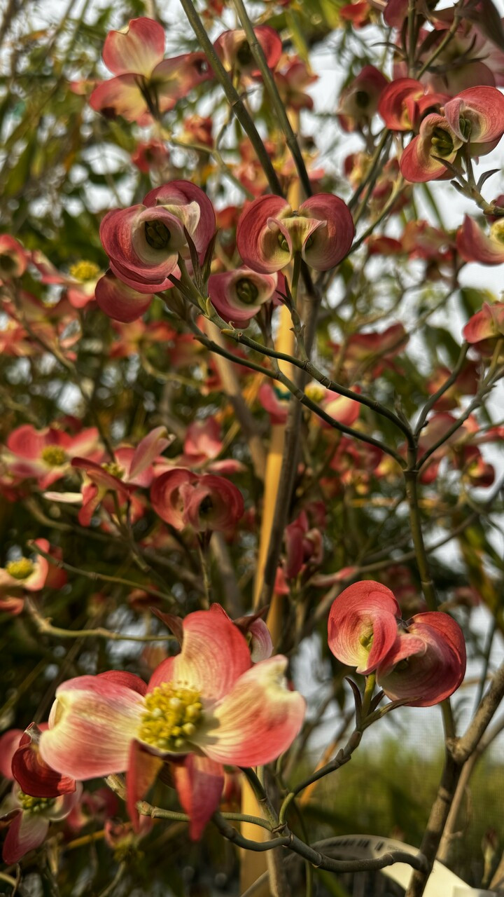 【うらら】sorm'86 別注　flabelus ピンクsize38 Sonic Bloom Punch™ Weigela For Sale | Proven Winners – Great