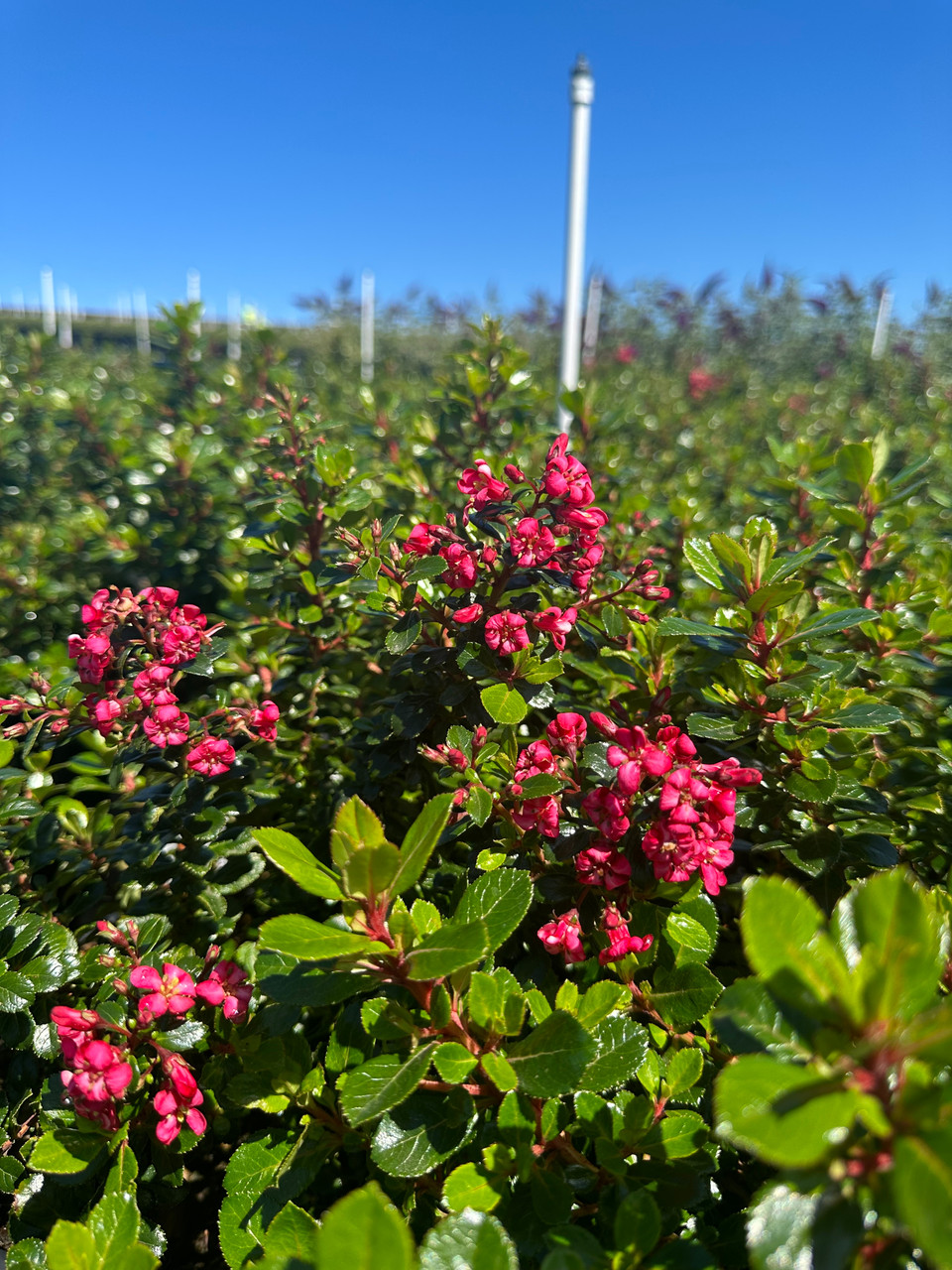 Escallonia 'Compacta' - Devil Mountain Wholesale Nursery