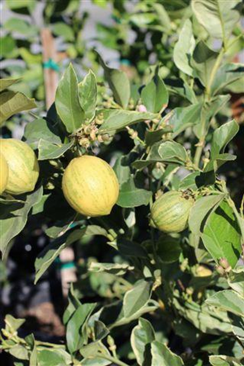 Eureka Lemon Tree