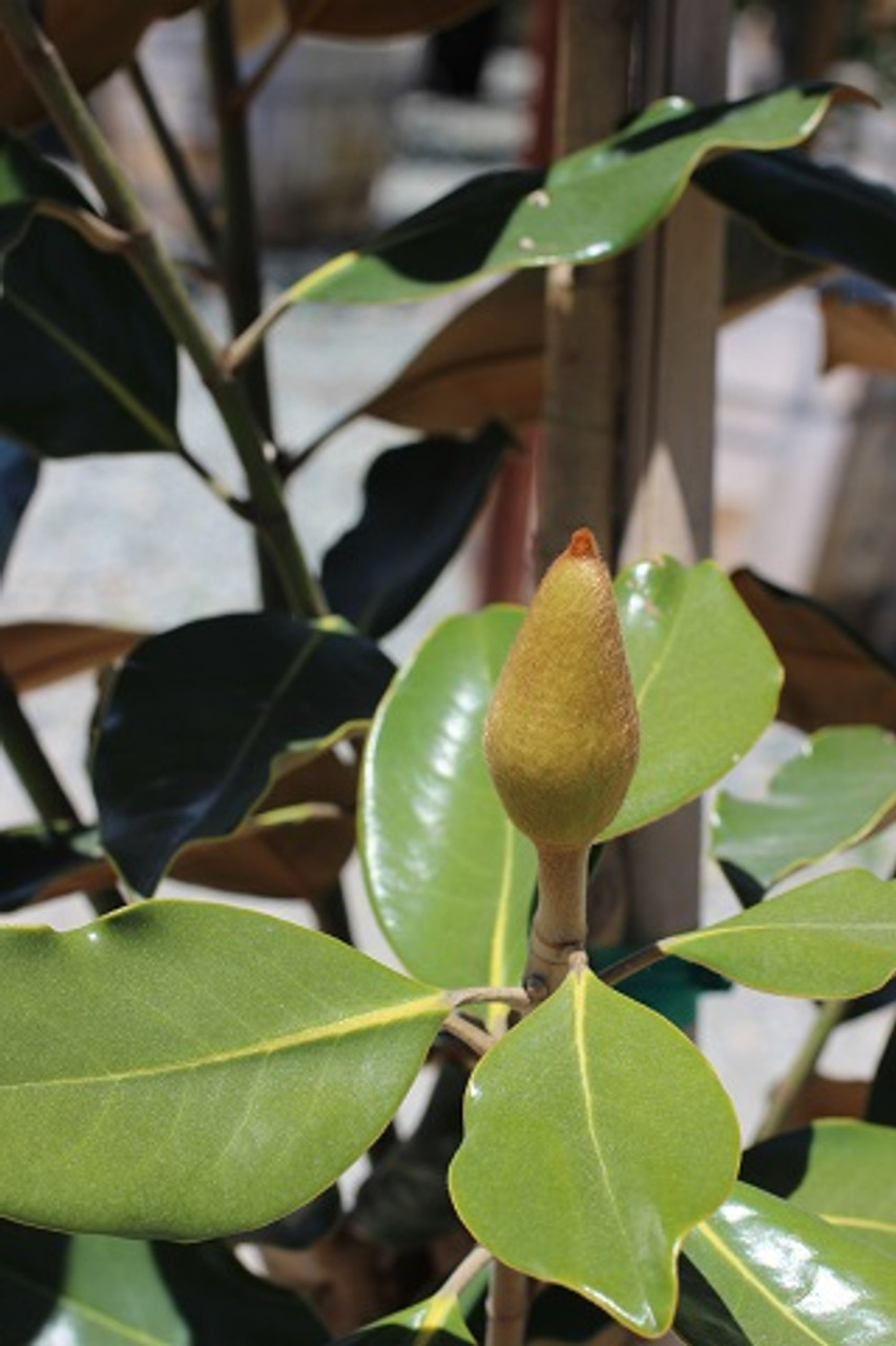 Magnolia grandiflora 'Little Gem' - Devil Mountain Wholesale