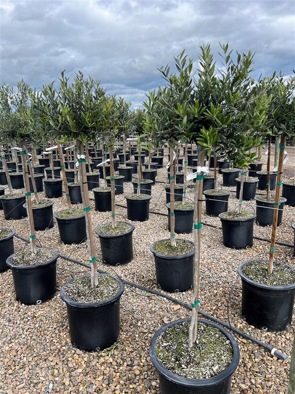 Olea europaea Little Ollie Devil Mountain Wholesale Nursery