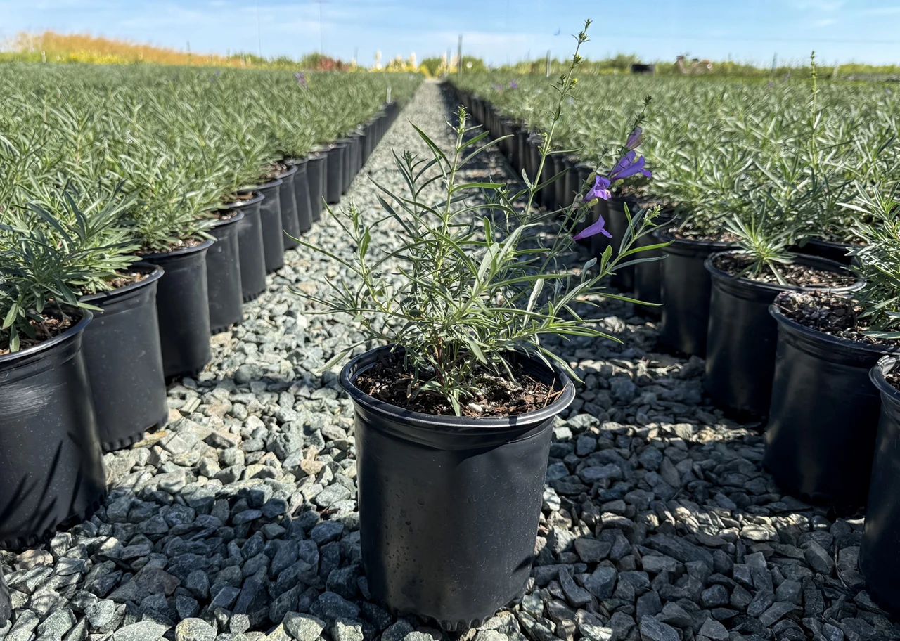 Penstemon heterophyllus 'Margarita BOP' - Devil Mountain Wholesale Nursery