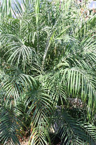Phoenix roebelenii - Devil Mountain Wholesale Nursery