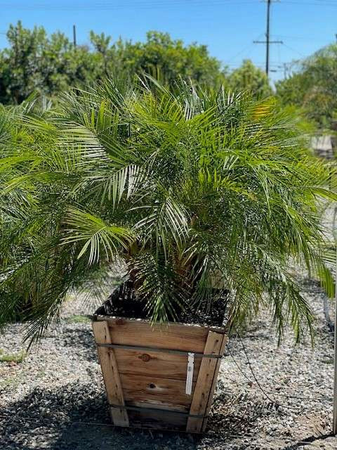 Phoenix roebelenii - Devil Mountain Wholesale Nursery