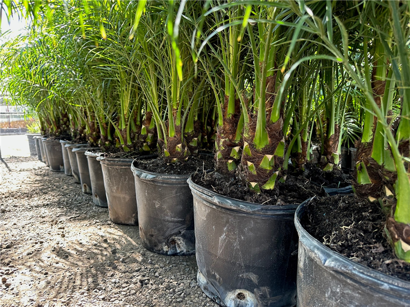 Phoenix roebelenii - Devil Mountain Wholesale Nursery