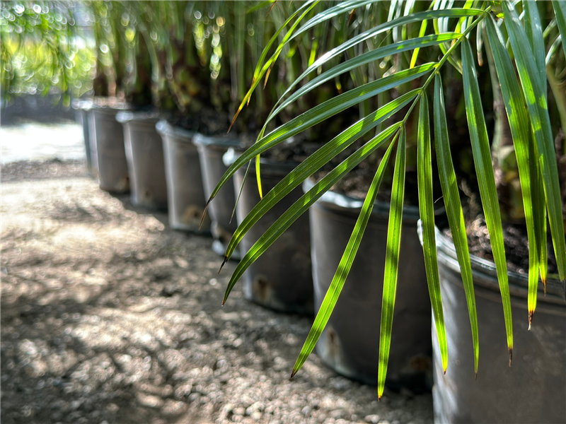 フェニックスロベレニー40 Phoenix roebelenii - Devil Mountain Wholesale Nursery