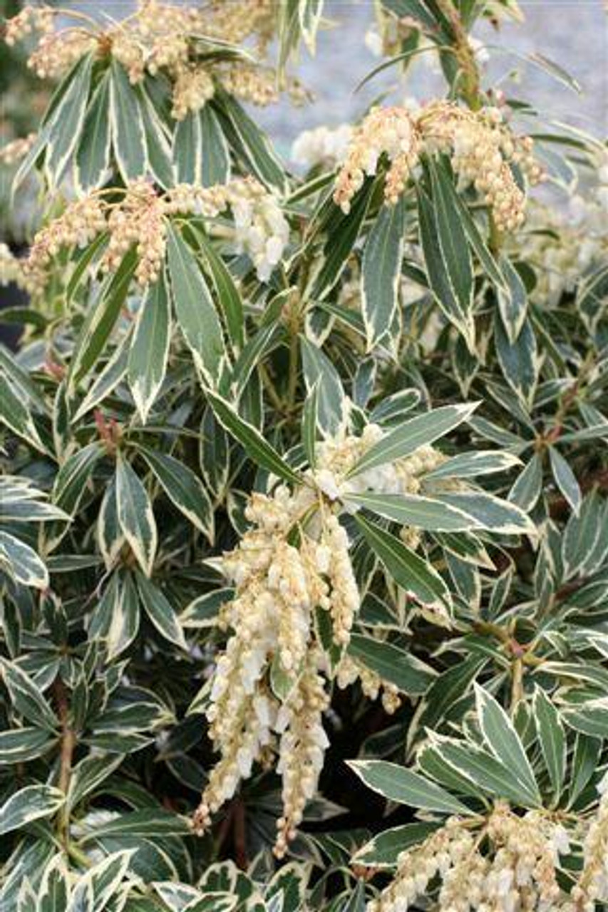 【CA4LA】PIERIS media__92710.1713297249.jpg?c=1