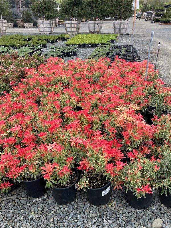 Pieris 'Flaming Silver' - Devil Mountain Wholesale Nursery