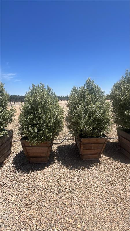 ミントン　希少！モンキーツリー　ボンボニエール Pittosporum Marjorie Channon – Plants Express