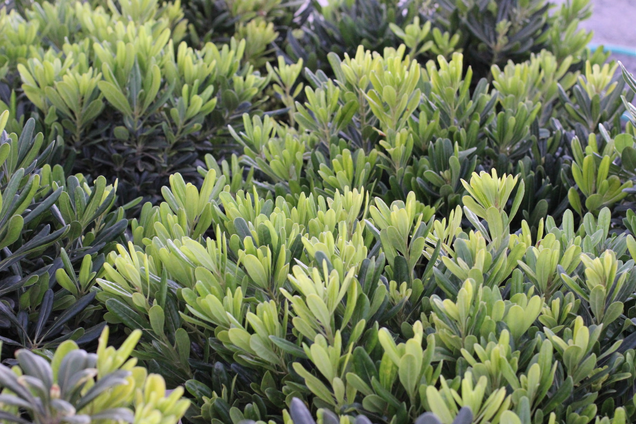 Pittosporum tobira 'Wheeler's Dwarf' - Devil Mountain