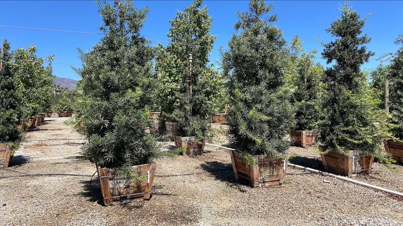 Podocarpus macrophyllus 'Maki' - Devil Mountain Wholesale Nursery