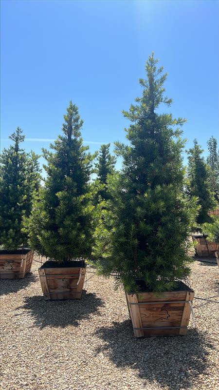 thuja plicata whipcord Thuja plicata Whipcord 3gal Western Red Cedar