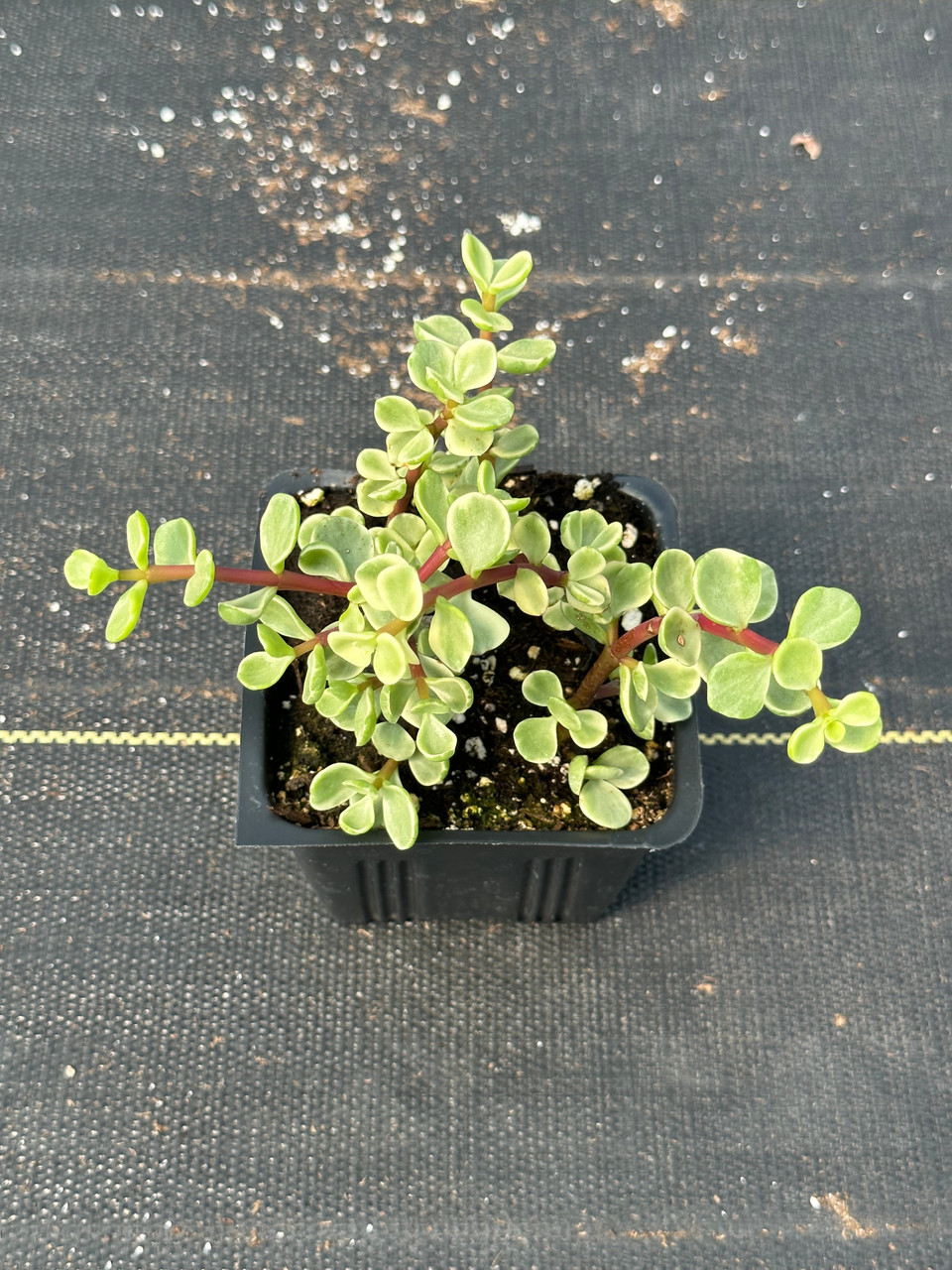 Portulacaria afra 'Variegata' - Devil Mountain Wholesale Nursery