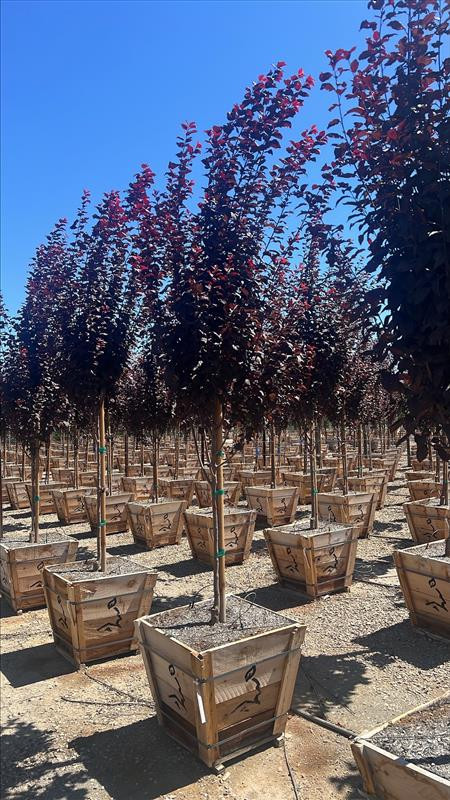 Prunus cerasifera 'Krauter Vesuvius' - Devil Mountain Wholesale