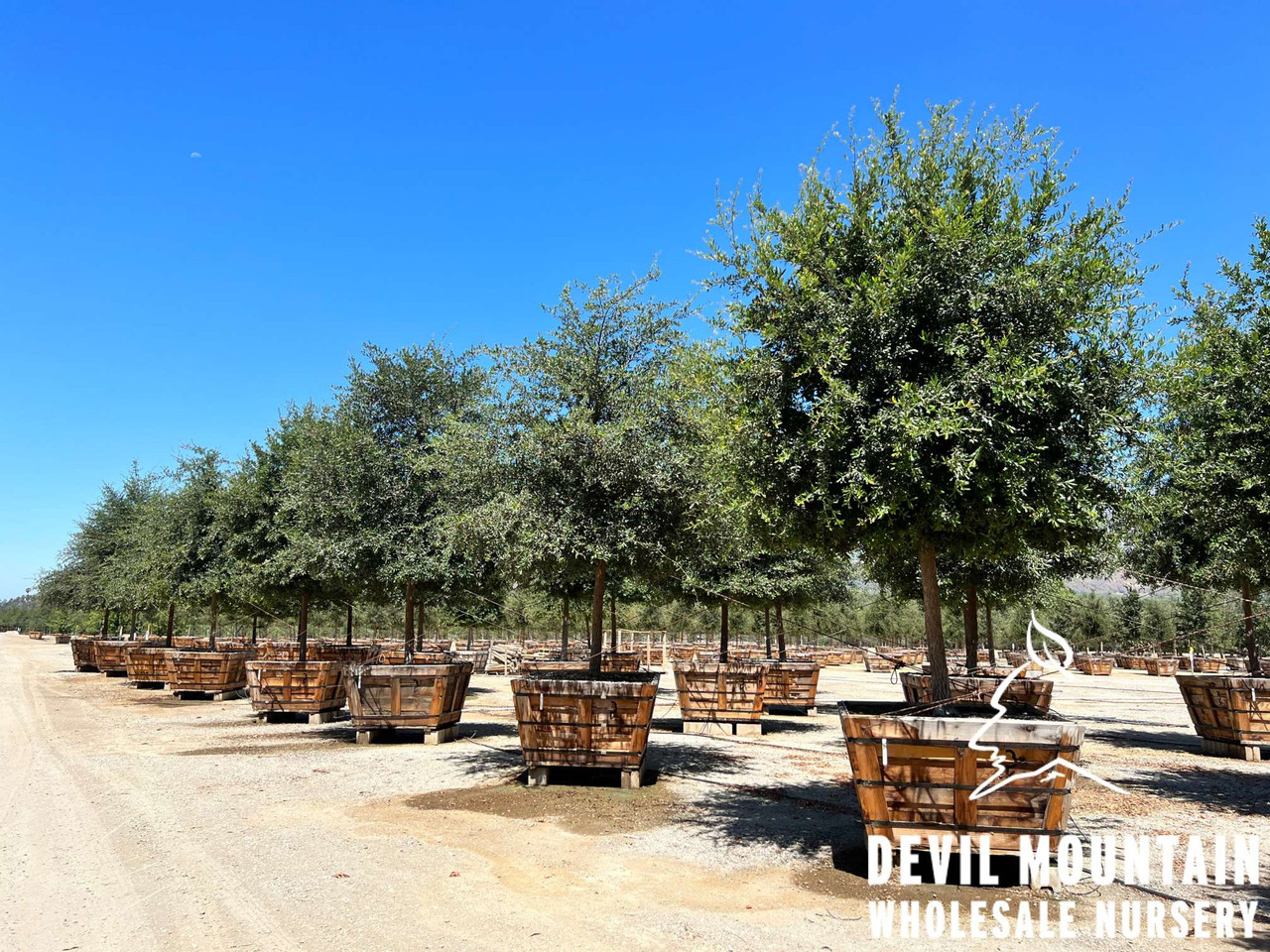 Quercus virginiana - Devil Mountain Wholesale Nursery