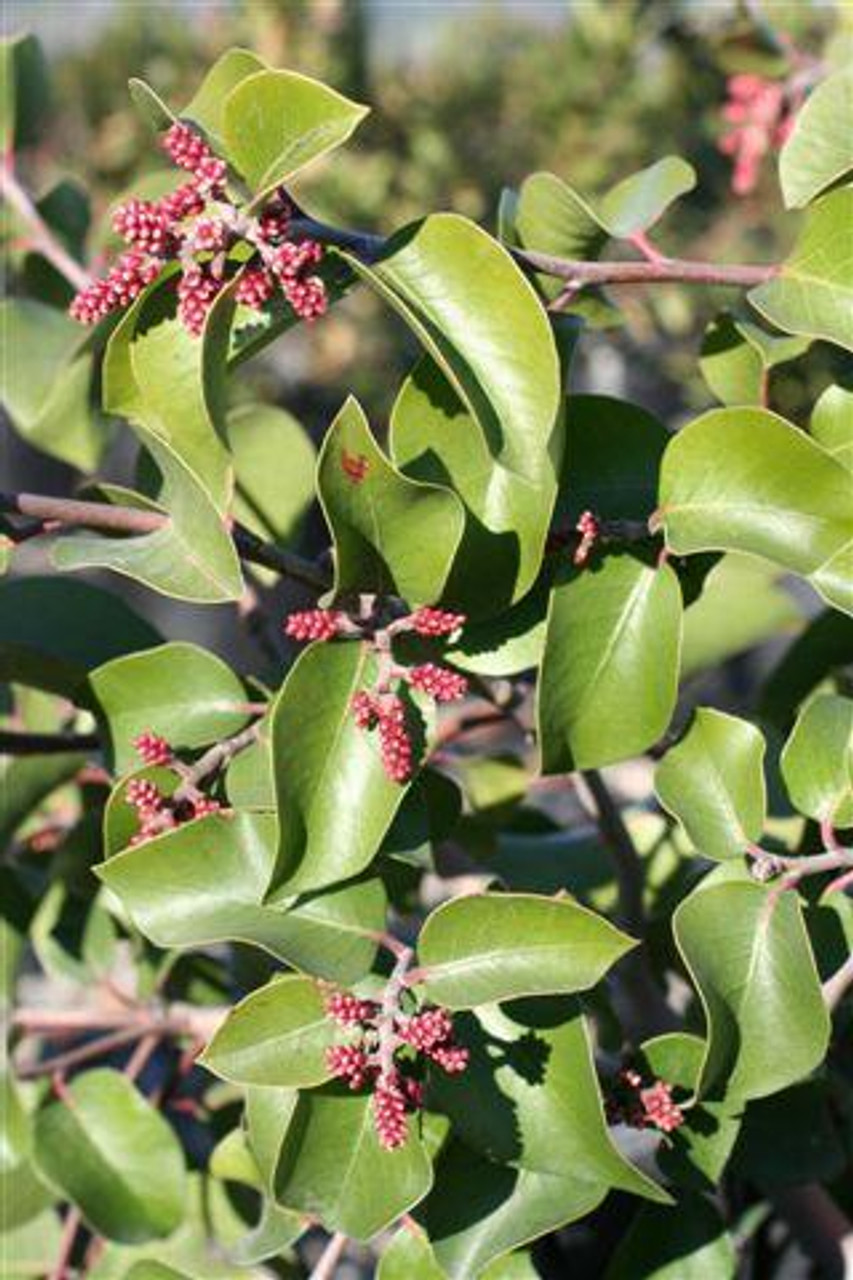 rhus ovata