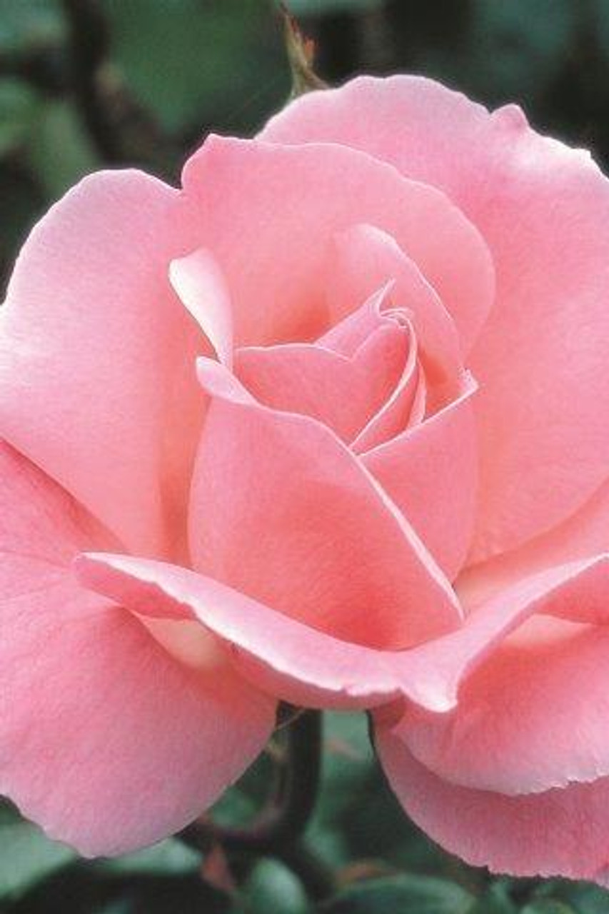 Rosa 'Queen Elizabeth' (Grandiflora) - Devil Mountain Wholesale Nursery