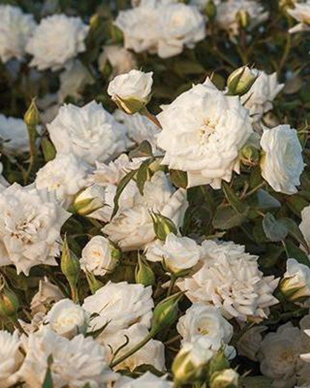 た*ん様 white rose × dwarf tatuta spore noo Amazon.com : Heirloom Roses Rose Bush - Nona Live White