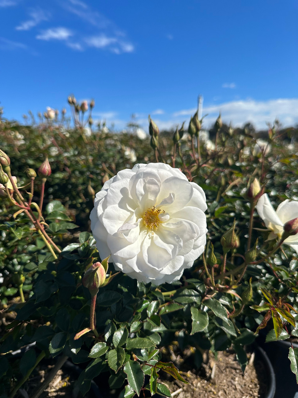 Rosa 'Iceberg' (Floribunda) - Devil Mountain Wholesale Nursery