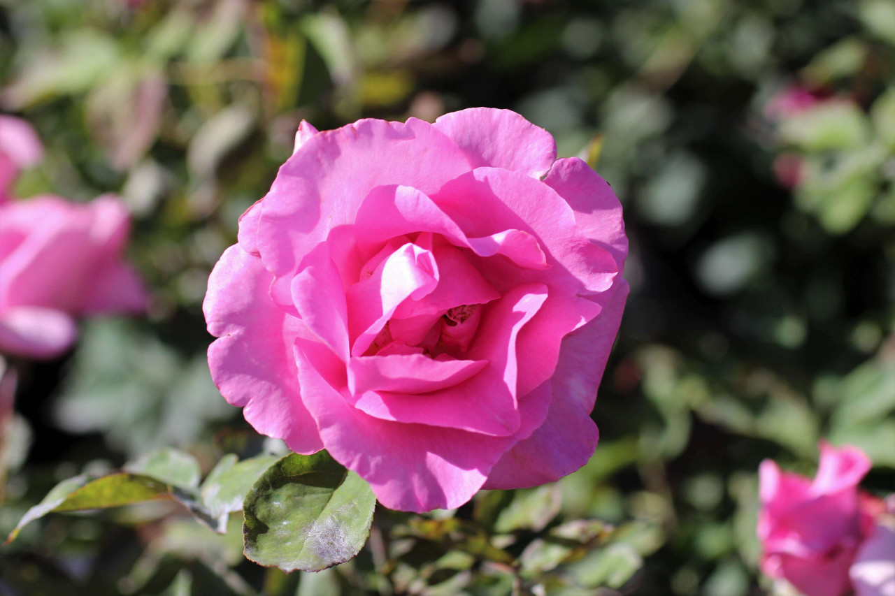 Rosa The McCartney Rose® (Hybrid Tea) - Devil Mountain Wholesale