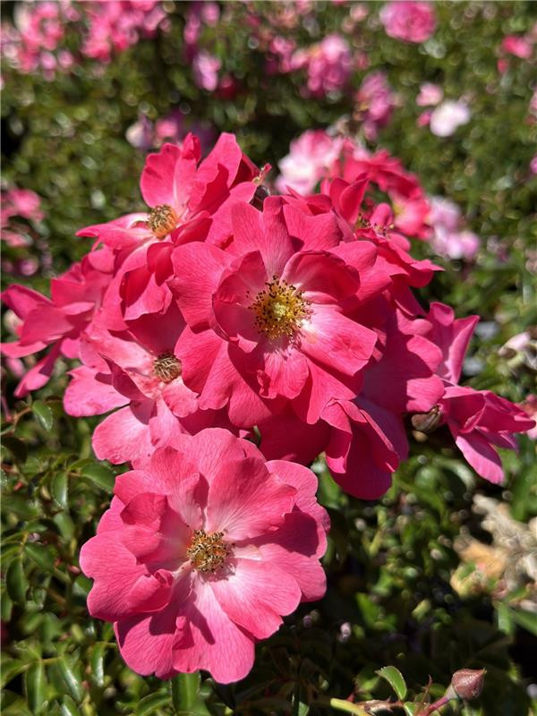 ＊良品＊スワロフスキー　ローズブロッサム　ダークピンク　薔薇 1 Rosa prostrata - Devil Mountain Wholesale Nursery