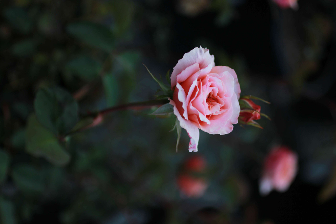 Rosa Tamora (David Austin) - Devil Mountain Wholesale Nursery