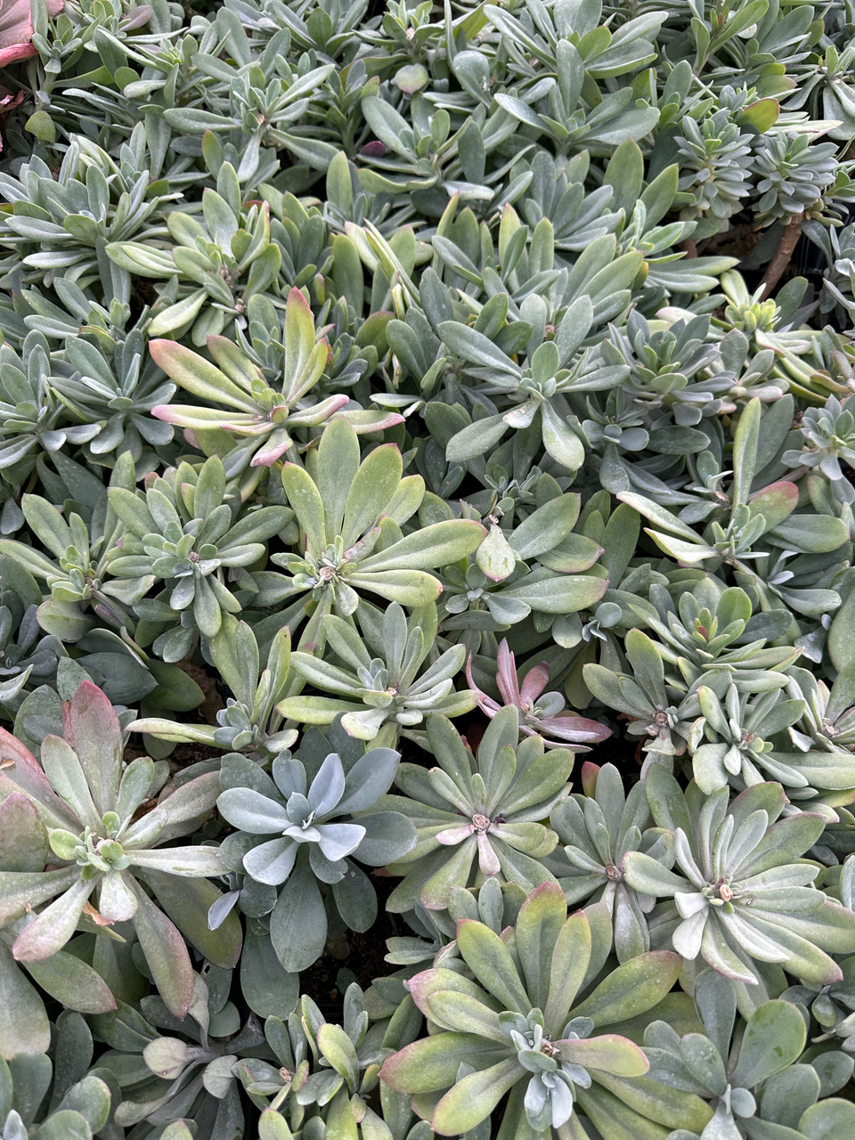 Senecio cephalophorus 'Blazin' Glory' - Devil Mountain Wholesale