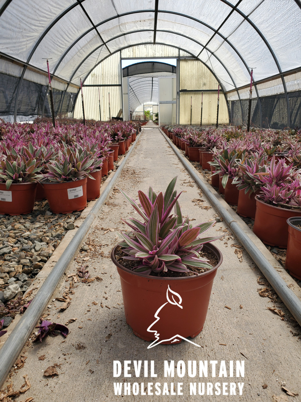Tradescantia pallida (Setcreasea) - Devil Mountain Wholesale Nursery