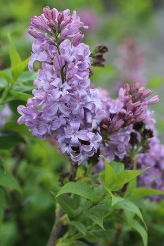 Syringa vulgaris 'Lavender Lady' - Devil Mountain Wholesale Nursery