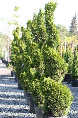 Thuja occidentalis Emerald - Devil Mountain Wholesale Nursery