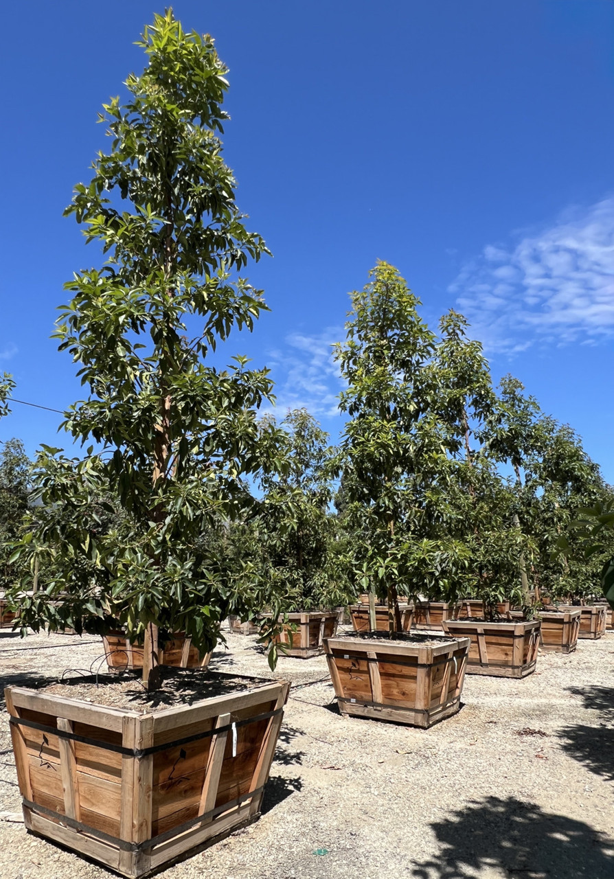 Tristania / Lophostemon conferta - Devil Mountain Wholesale Nursery