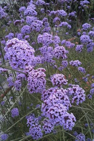 Verbena bonariensis - Devil Mountain Wholesale Nursery