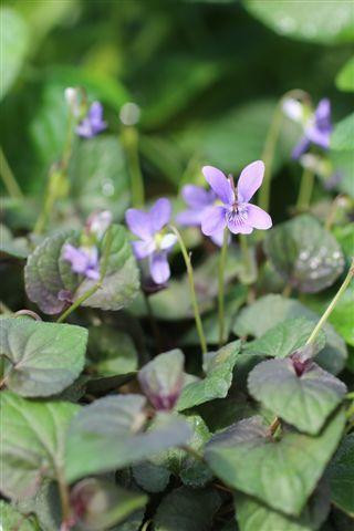 Viola labradorica - Devil Mountain Wholesale Nursery