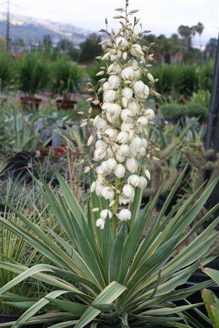 Yucca gloriosa 'Variegata' - Devil Mountain Wholesale Nursery