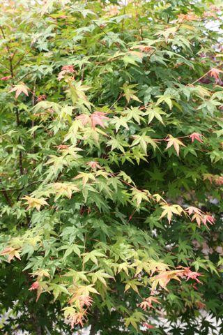 Acer palmatum　直径20～23㎝　53個 Acer palmatum 'Elegans' Fall Color Japanese Maple – Maple