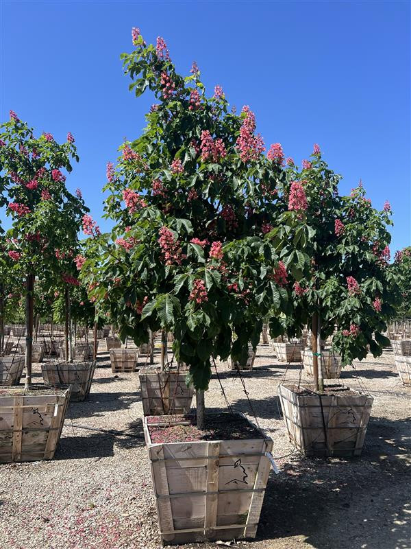 Aesculus carnea 'Briotii' - Devil Mountain Wholesale Nursery
