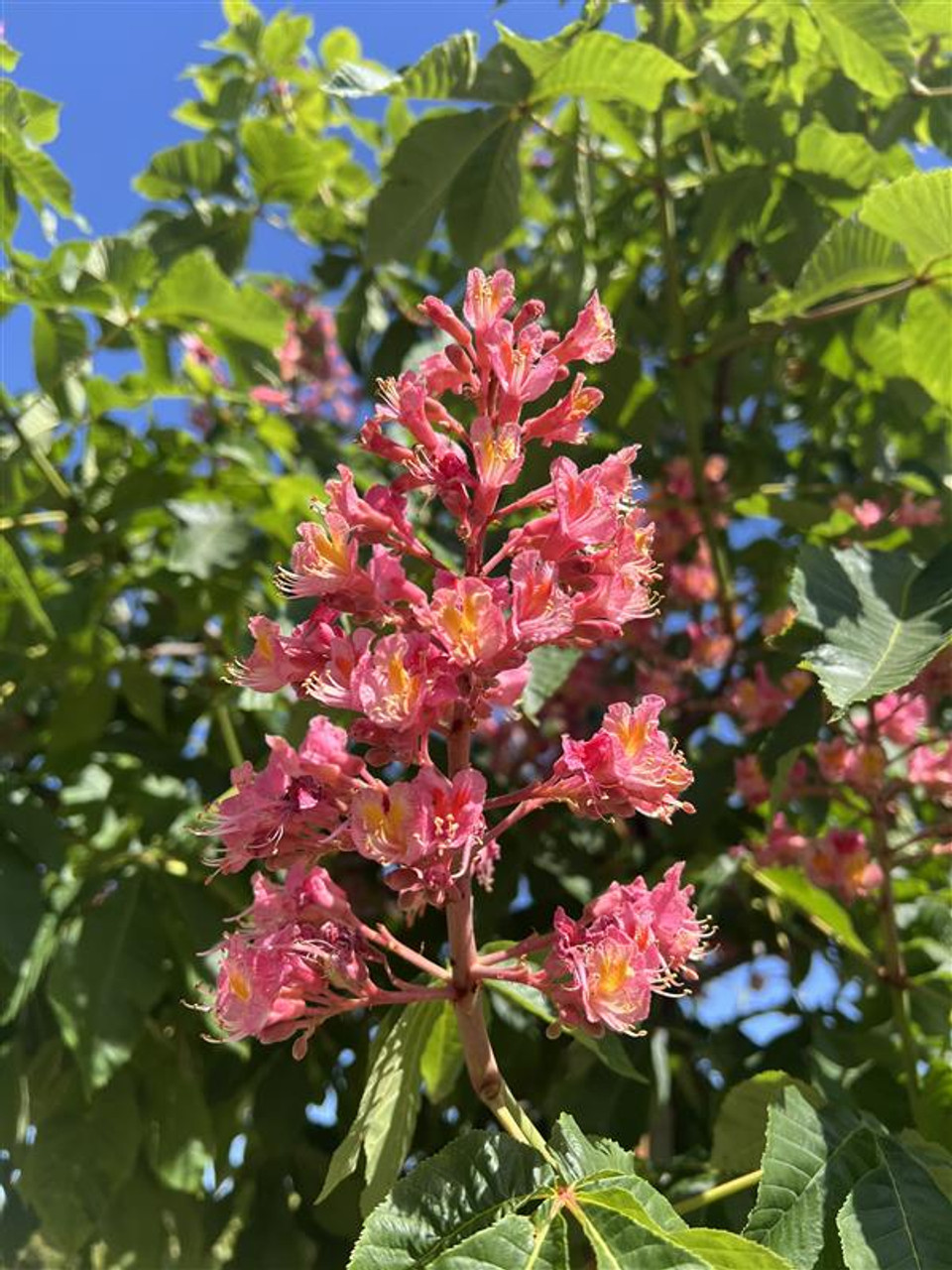 BRIESTA ブリエスタ marble red NUTS OUTDOOR Brie'sta Coffee Company (@briestacoffee) • Instagram photos