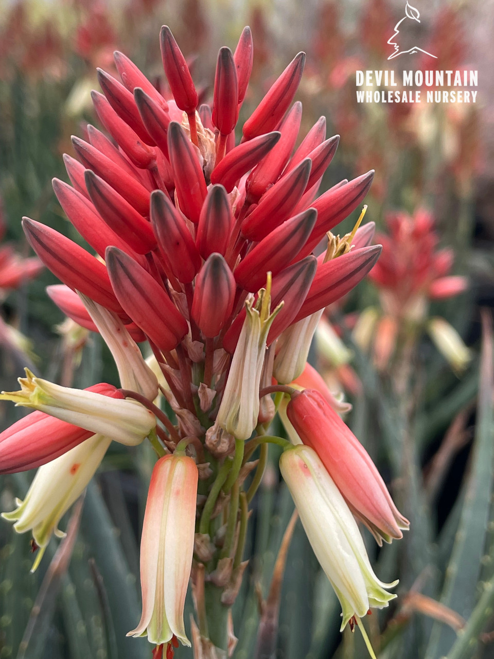 buy aloe vera gel Buy Pure Aloe Vera Gel for Face, Hair and Body Online main image 0